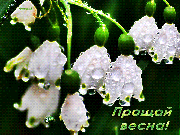 Картинки с последним днем весны . Гифки с последним днем весны