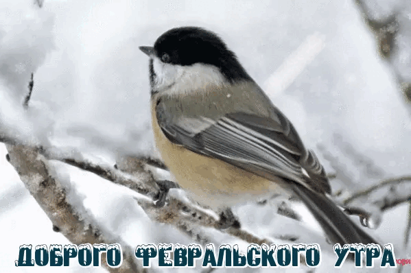 Картинки Доброе утро февраля. Гифки с Добрым утром февраля (картинки с анимацией)