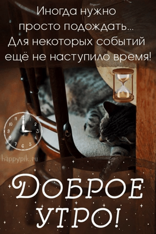 Картинки Доброе утро с котиками, котами и котятами. Доброе утро - картинки с котами и котиками