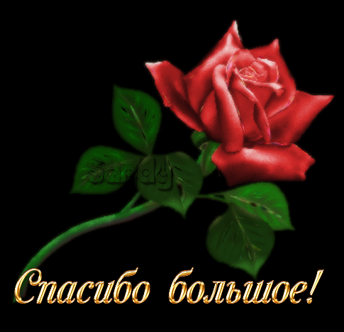 Картинки и гифки "Спасибо" красивые и прикольные. Анимированные картинки (гифки) с надписями "Спасибо"