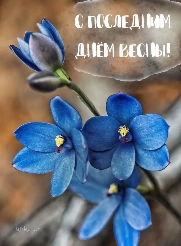 Картинки с последним днем весны . С последним днем весны