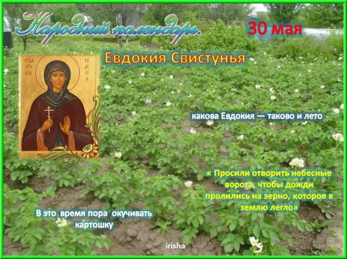 Картинки на Евдокию Свистунью (15 открыток). Открытки