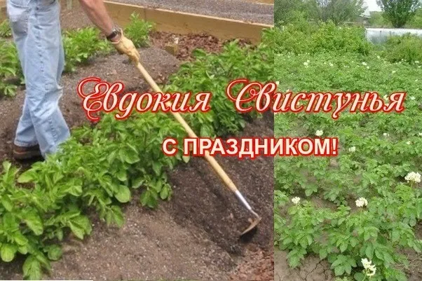 Картинки на Евдокию Свистунью (15 открыток). Открытки