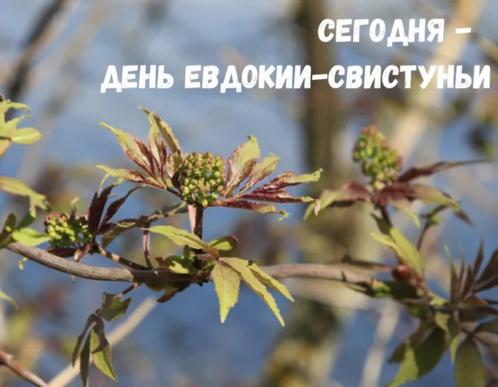 Картинки на Евдокию Свистунью (15 открыток). Открытки