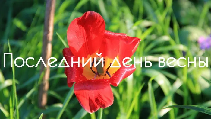Картинки с последним днем весны . С последним днем весны