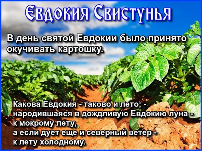Картинки на Евдокию Свистунью (15 открыток). Открытки