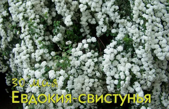Картинки на Евдокию Свистунью (15 открыток). Открытки