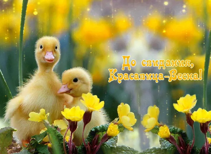 Картинки с последним днем весны . До свидания, весна!