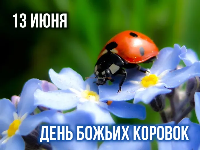 Картинки с Днем божьих коровок (13 открыток). Красивые открытки