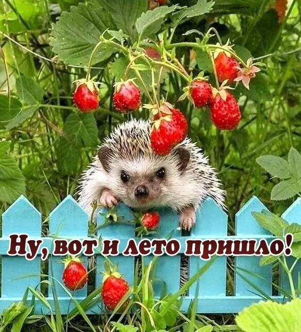 Картинки с первым днем лета (с началом лета). Красивые картинки с надписями