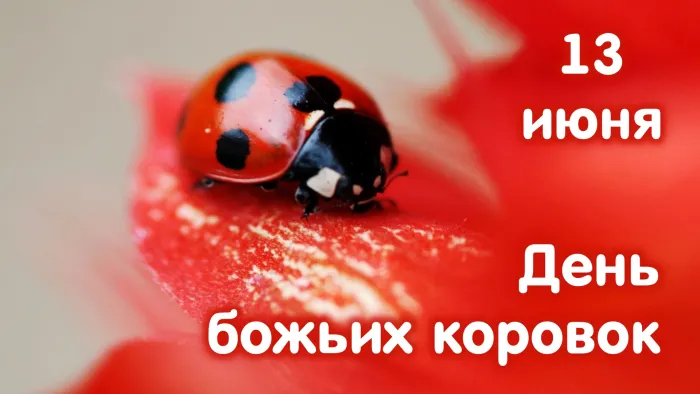 Картинки с Днем божьих коровок (13 открыток). Красивые открытки
