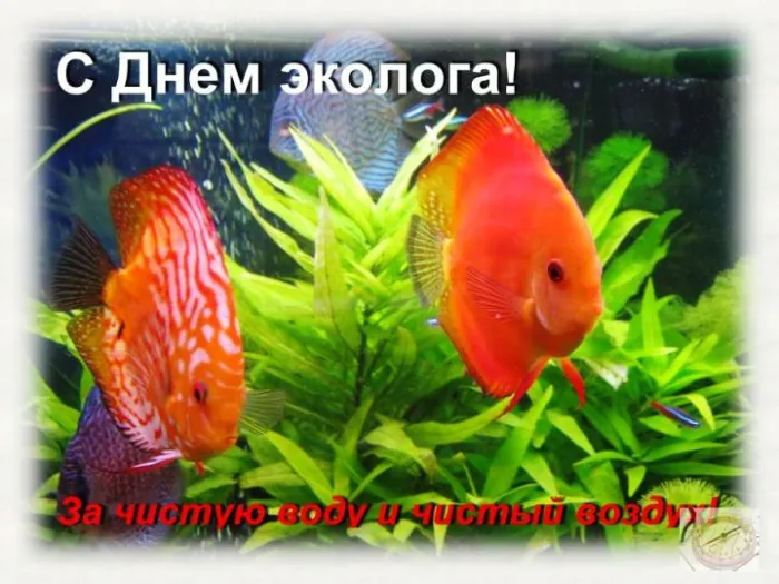 Картинки с Днем эколога (45 открыток). Картинки с надписями