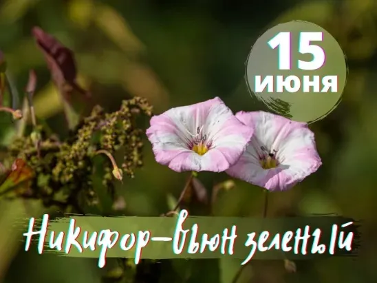 Картинки Вьюн Зеленый (11 открыток). 