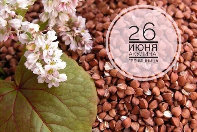 Картинки Акулина Гречишница (17 открыток). Красивые картинки с надписями