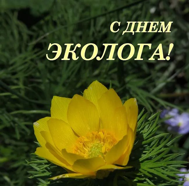 Картинки с Днем эколога (45 открыток). Красивые открытки