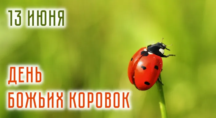 Картинки с Днем божьих коровок (13 открыток). Красивые открытки
