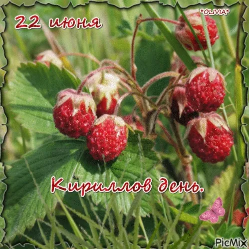 Картинки Кириллов день (23 открытки). Красивые картинки на Кириллов день