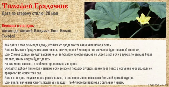 Картинки Тимофей Грядочник (18 открыток). Картинки с надписями