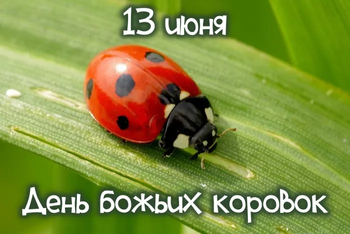Картинки с Днем божьих коровок (13 открыток). Красивые открытки
