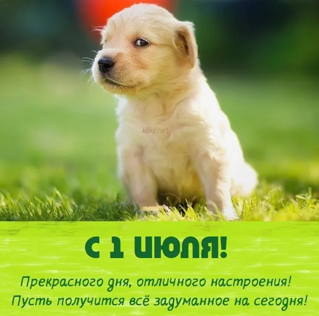 Картинки с первым днем июля (75 открыток). Картинки с надписями