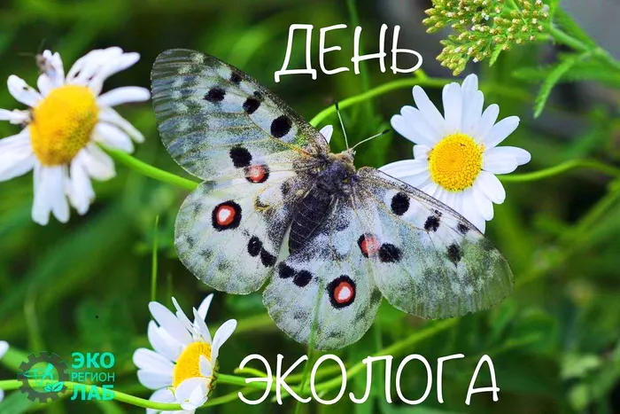 Картинки с Днем эколога (45 открыток). Картинки с надписями