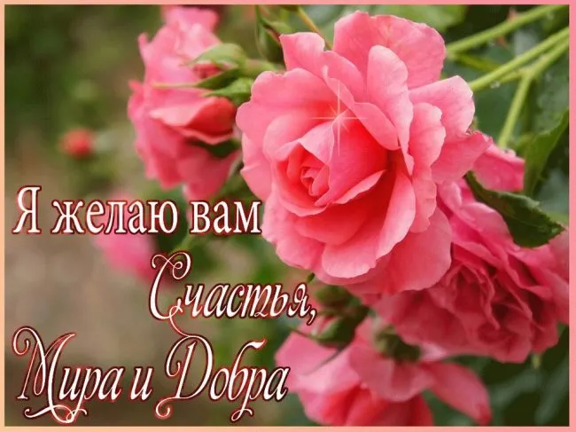 Картинки "Мира, добра и счастья". Картинки с пожеланием Мира и Добра