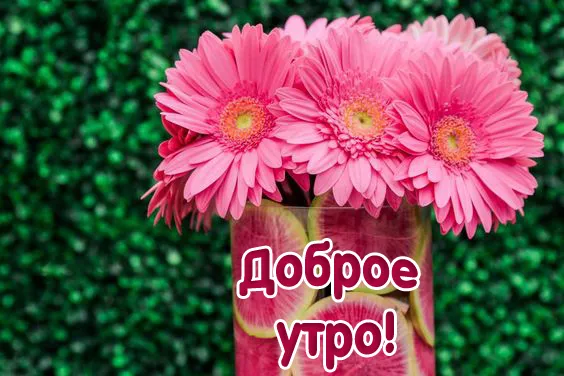 Картинки "Доброе утро августа". Картинки Доброго утра августа с пожеланиями