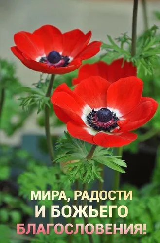 Картинки "Мира, добра и счастья". Картинки с пожеланием Мира и Добра