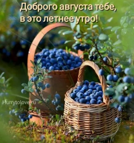 Картинки "Доброе утро августа". Картинки Доброго утра августа с пожеланиями