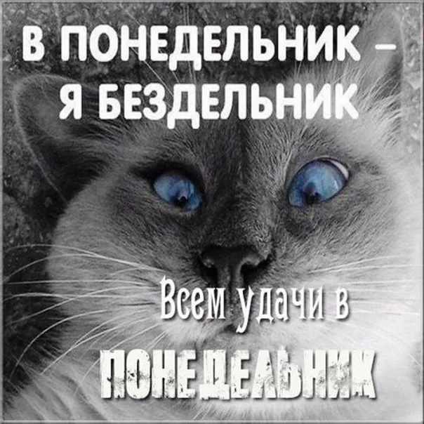 Картинки "Доброе утро понедельника". Картинки Доброго утра понедельника прикольные