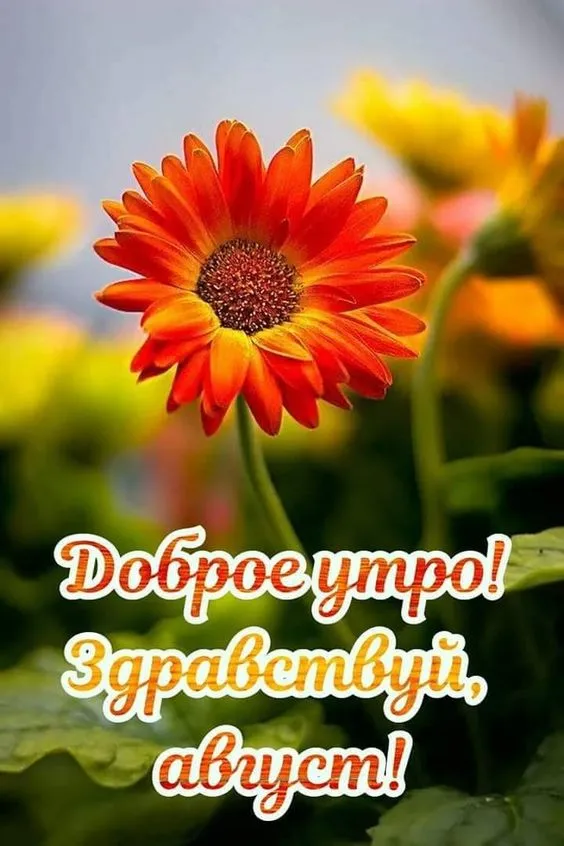 Картинки "Доброе утро августа". Красивые картинки с Добрым Утром августа