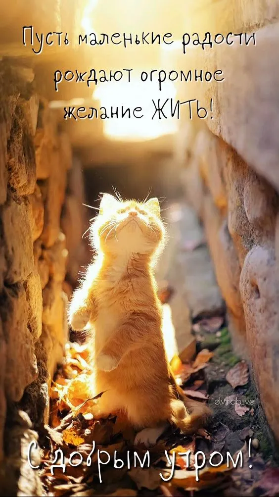 Картинки "Доброе утро" позитивные. Позитивные картинки "Доброе утро" с пожеланиями 