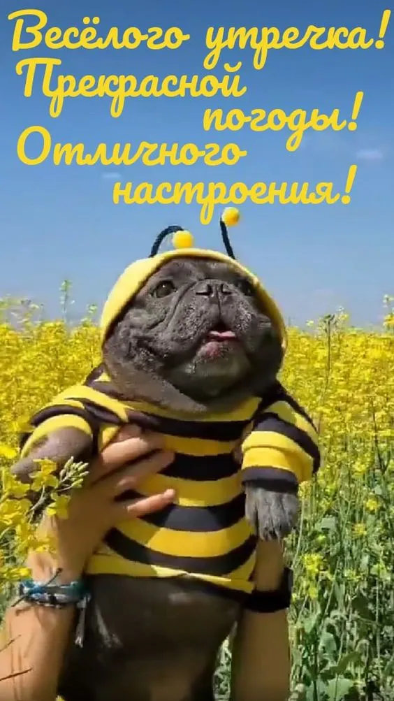 Картинки "Доброе утро" позитивные. Доброе утро - картинки позитивные и прикольные