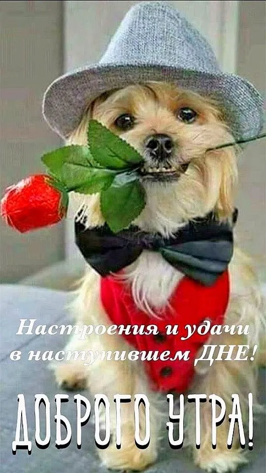 Картинки "Доброе утро" позитивные. Доброе утро - картинки позитивные и прикольные