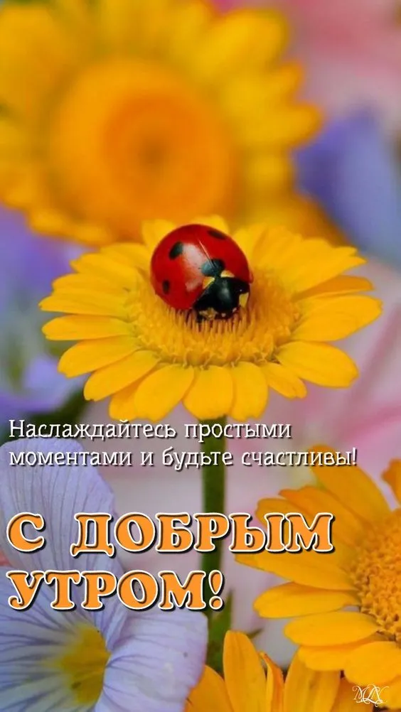 Картинки "Доброе утро" позитивные. С Добрым утром - позитивные картинки