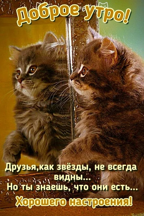 Картинки "Доброе утро" позитивные. Доброе утро - картинки позитивные и прикольные