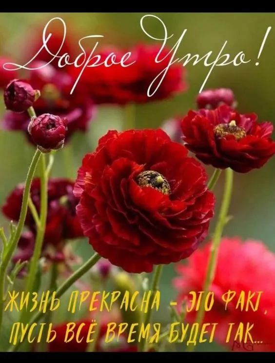 Картинки с Добрым утром среды. Картинки Доброе утро среды с надписями