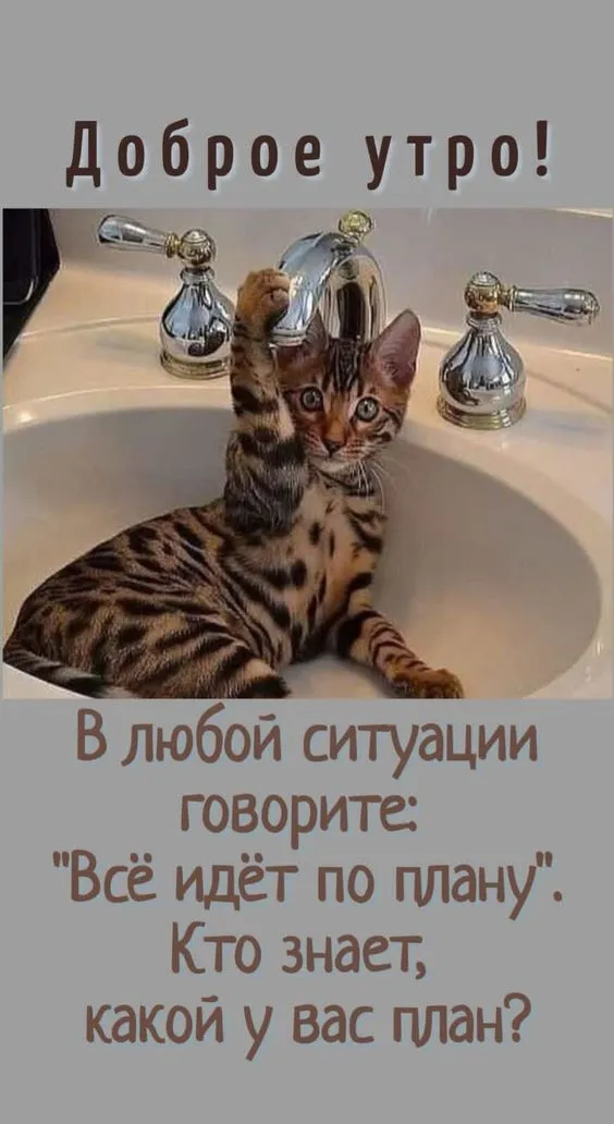 Картинки "Доброе утро" позитивные. Позитивные картинки "Доброе утро" с пожеланиями 