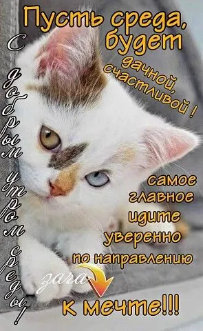 Картинки с Добрым утром среды. Доброе утро среды - картинки прикольные