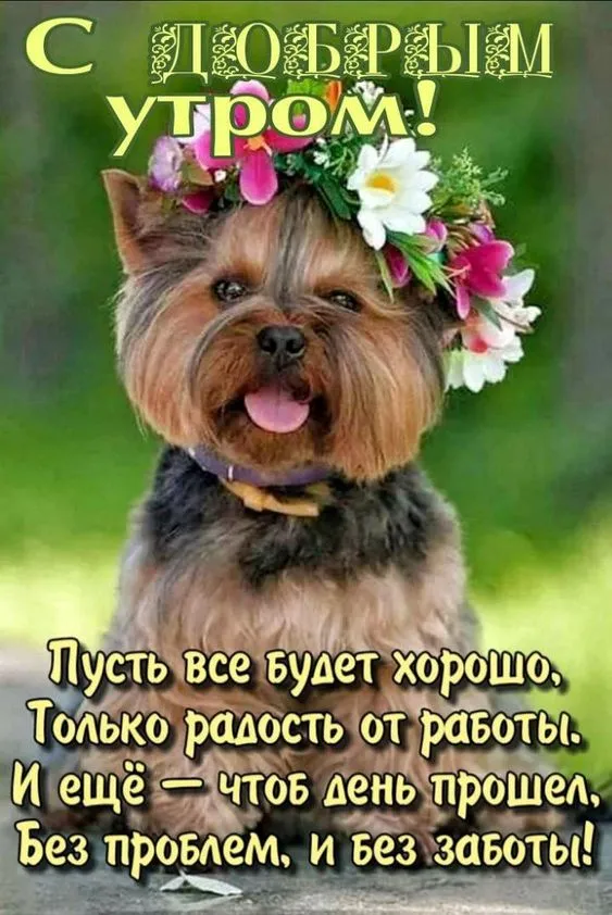 Летние картинки "Доброе утро" (70+ фото). Летние картинки с пожеланиями доброго утра