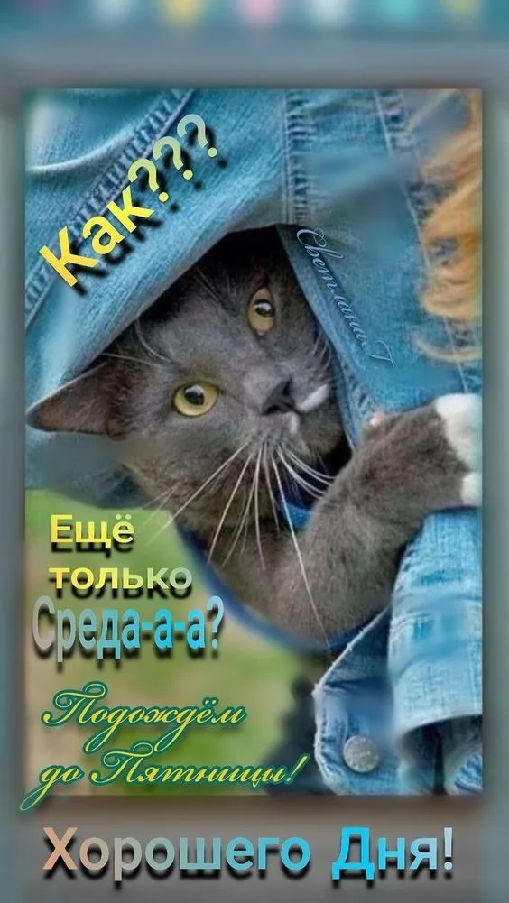 Картинки с Добрым утром среды. Доброе утро среды - картинки прикольные