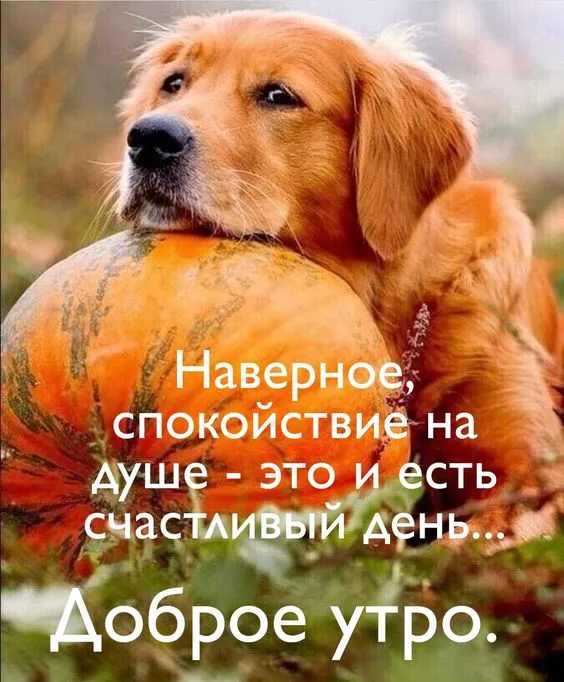 Осенние картинки "Доброе утро" (65 открыток). Осенние картинки Доброе утро