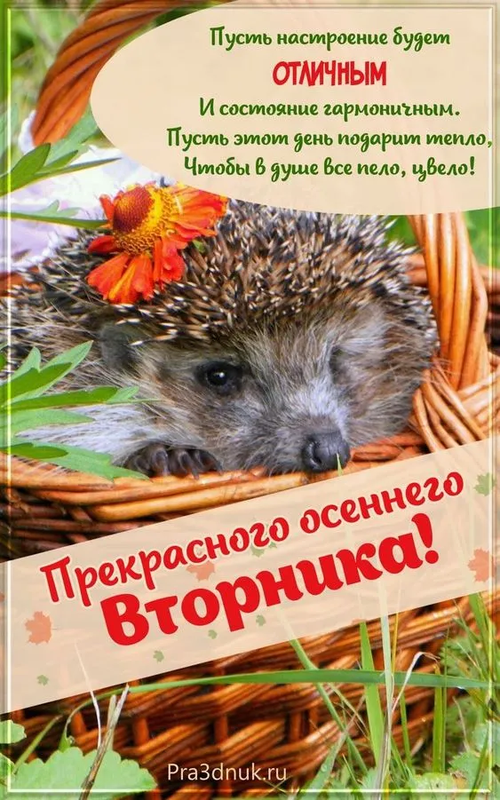 Картинки Доброе утро вторника. С Добрым утром вторника - прикольные картинки