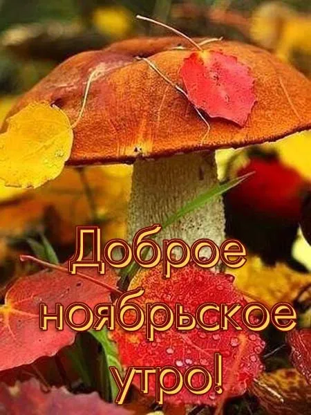 Осенние картинки "Доброе утро" (65 открыток). Прикольные осенние картинки "С Добрым утром"