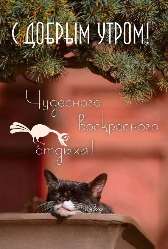 100+ картинок с Добрым утром Воскресенья. Красивые картинки Доброе утро воскресенья
