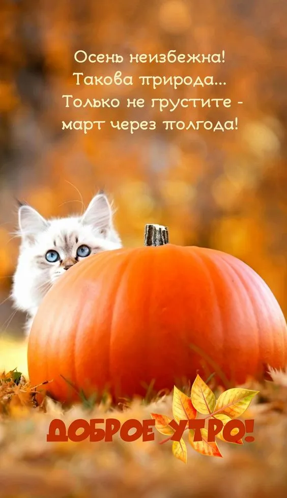 Осенние картинки "Доброе утро" (65 открыток). Прикольные осенние картинки "С Добрым утром"