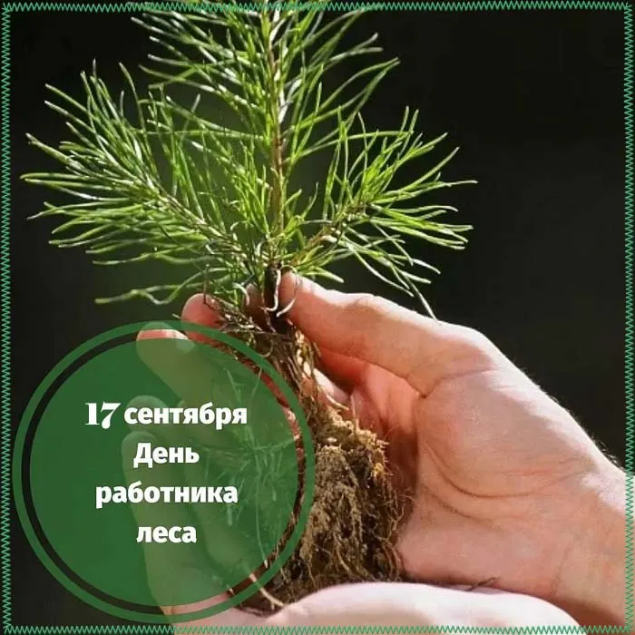 Открытки с Днем работников леса. Картинки с Днем работника леса 2023