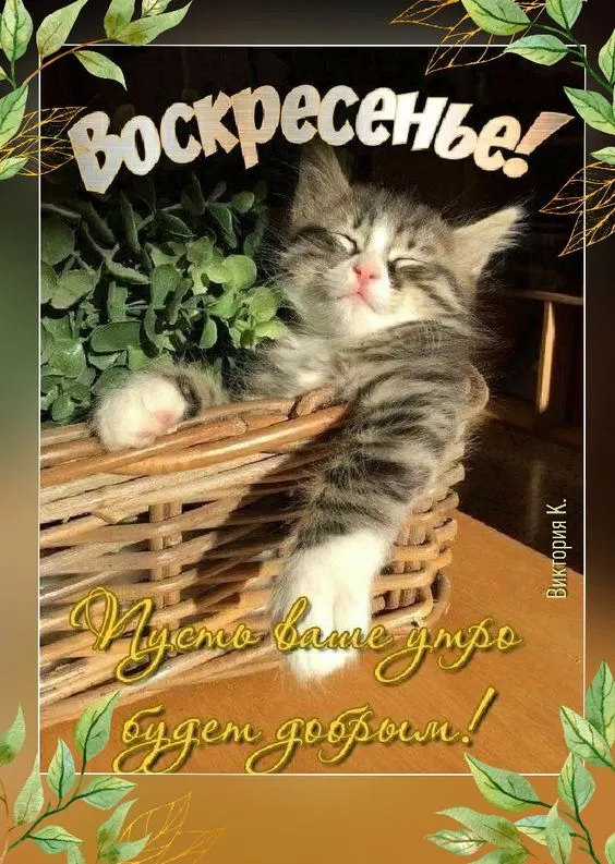 100+ картинок с Добрым утром Воскресенья. Прикольные картинки с Добрым воскресним утром