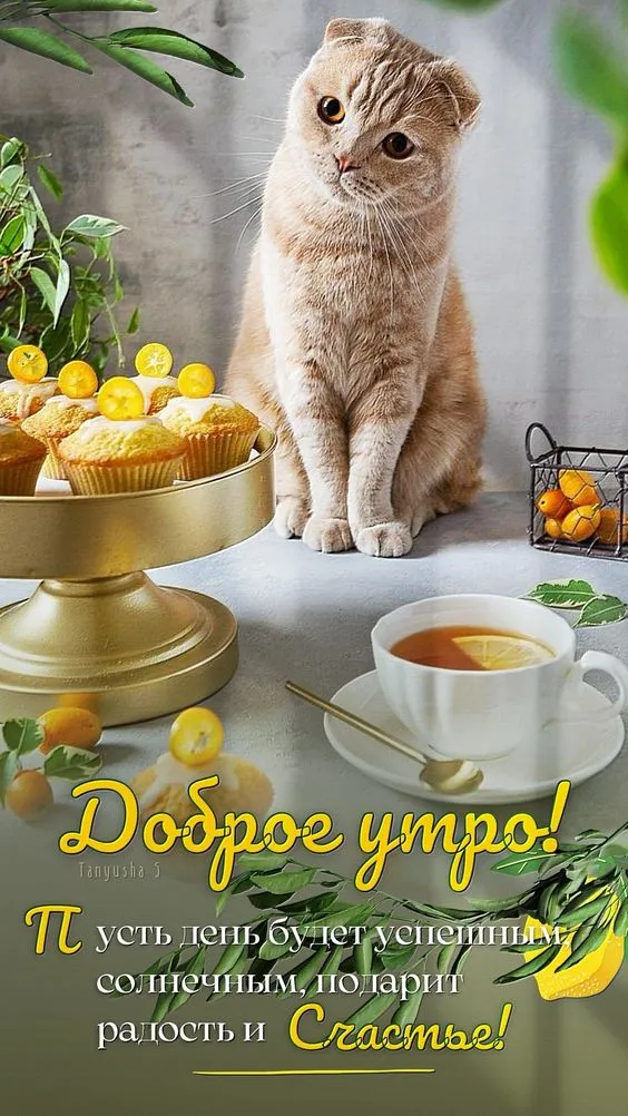 Картинки Доброе утро вторника. С Добрым утром вторника - картинки красивые и необычные