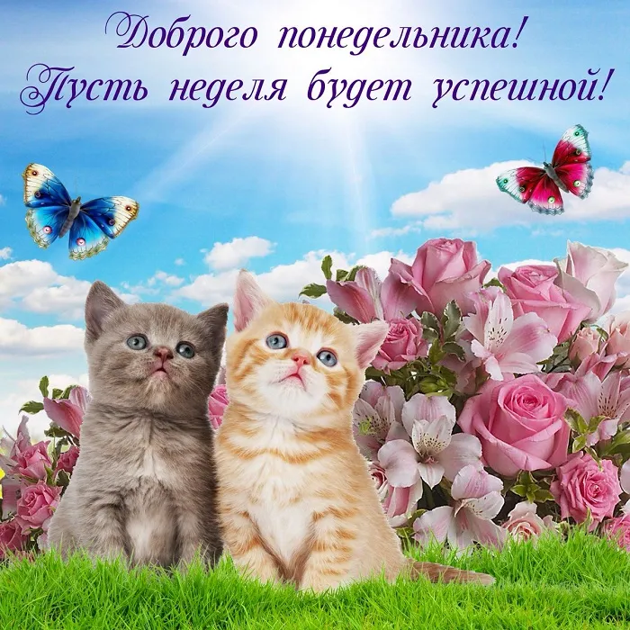 Картинки "Доброе утро понедельника". Доброе утро понедельника - картинки с пожеланиями